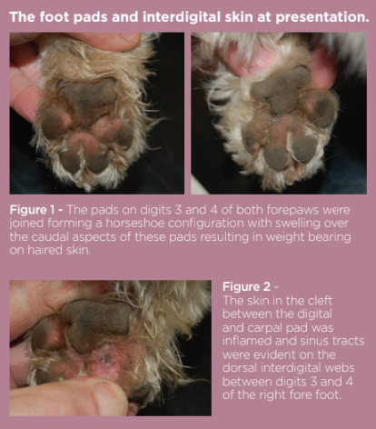 Cyst on dog paw home remedy shop